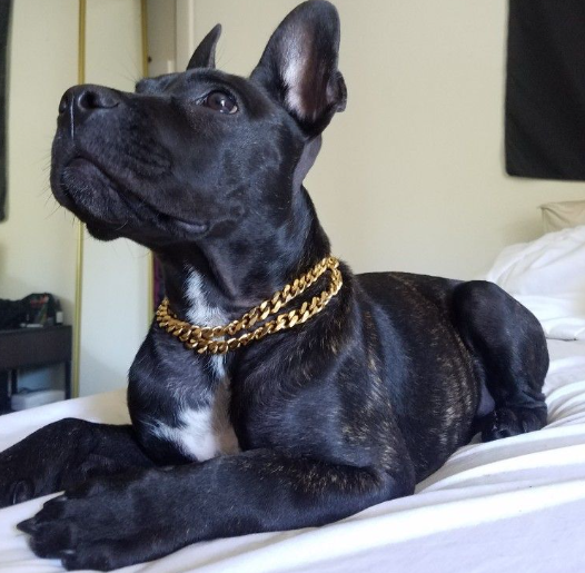 pet chain